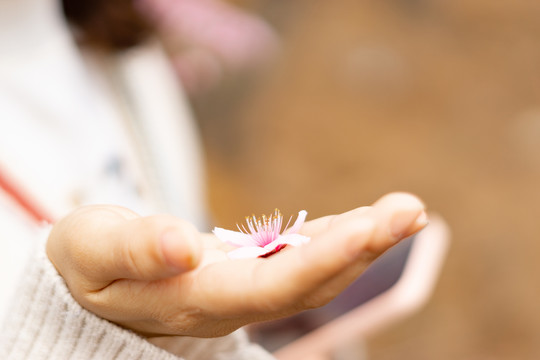 肥城桃花节