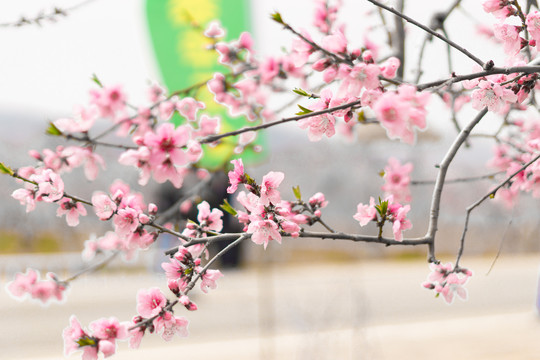 肥城桃花节