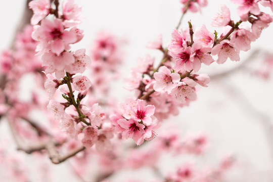 肥城桃花节