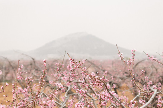 肥城桃花节