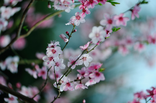 春暖花开