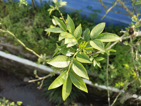 花椒嫩叶