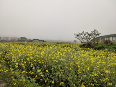 农村早晨的油菜田