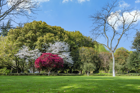 公园春景绿草地与树木