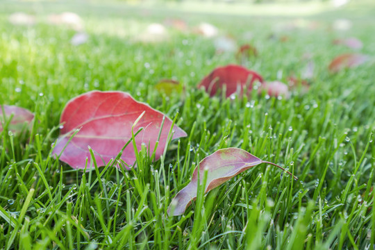 草地上的红色樟树落叶与水珠