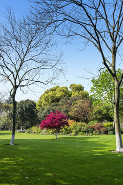 春天公园里的树林与草地草坪