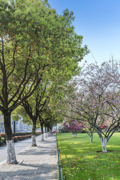 春天里马路边的樟树与海棠花