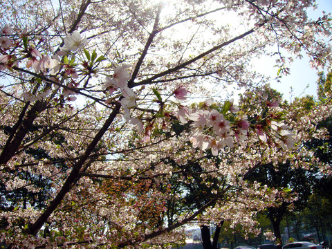樱花逆光摄影