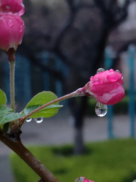 雨后的樱花