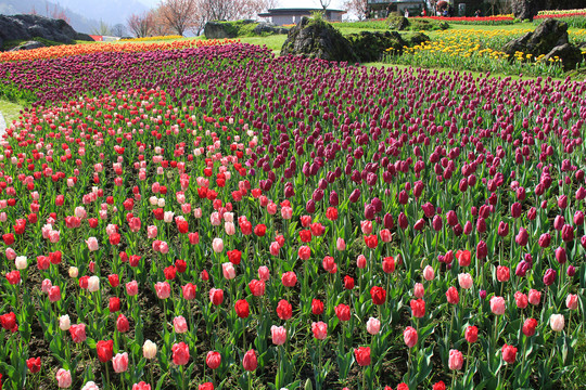 郁金香花海