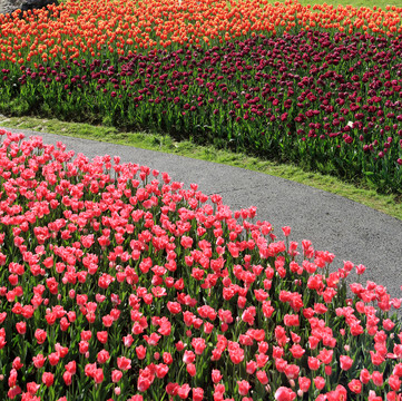 郁金香花海