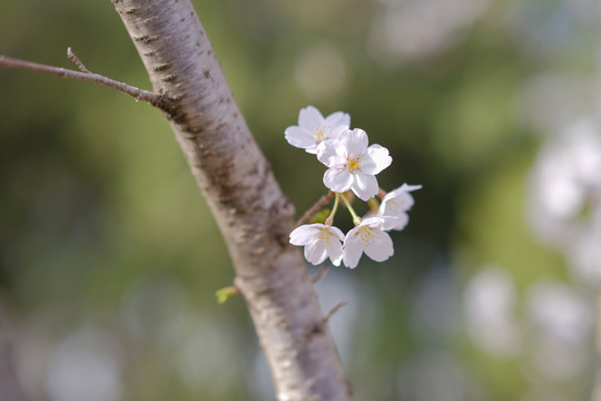 樱花