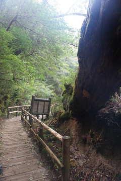 木栈道