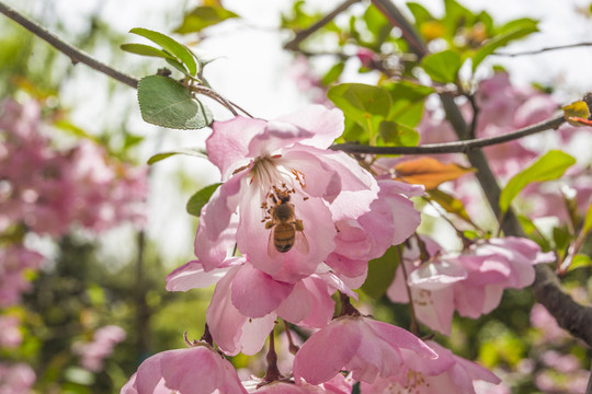 海棠花蜜蜂采蜜