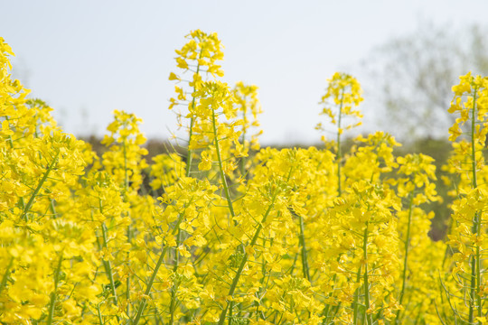 油菜花