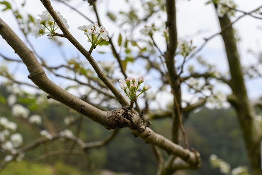 梨树花