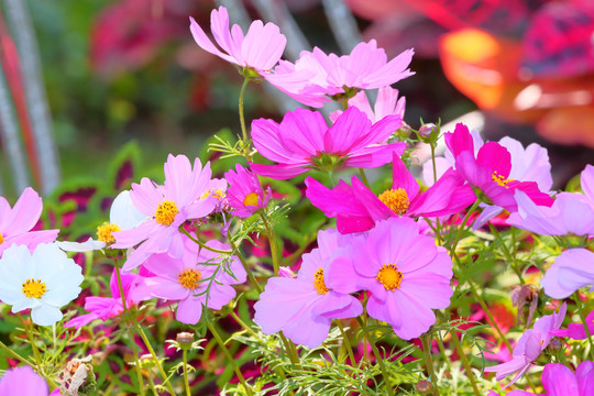 格桑花格桑花海