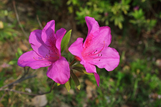 杜鹃花