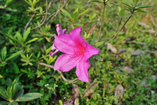 杜鹃花