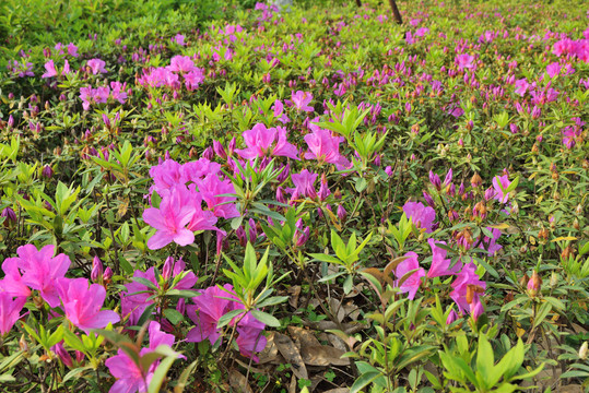 杜鹃花