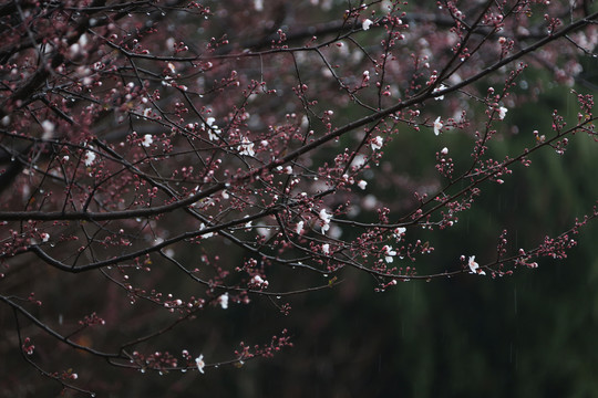 三月小雨沐花开