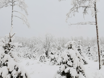 春雪