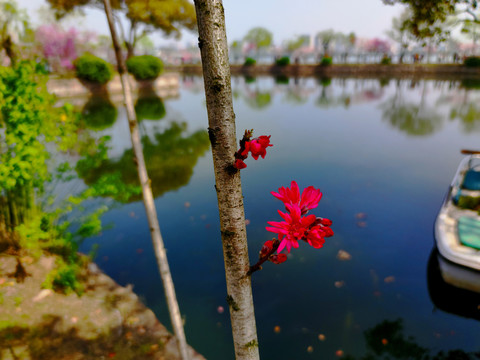 菊花桃