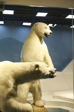 北极熊标本