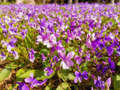 紫花地丁