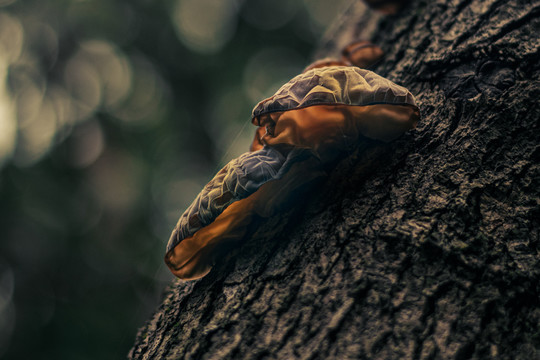 树山的木耳
