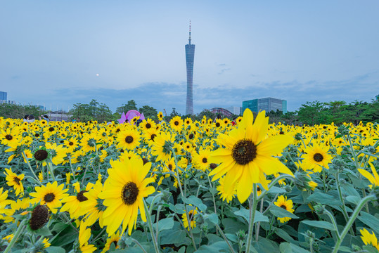 广州宏城公园向日葵花海