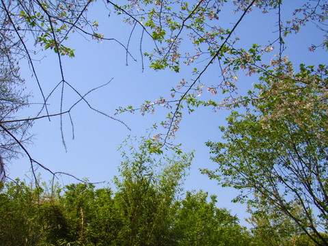 春天的天空树叶