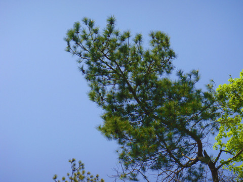 蓝天下的松树