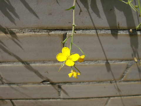 油菜花特写