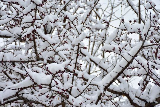 杏花雪