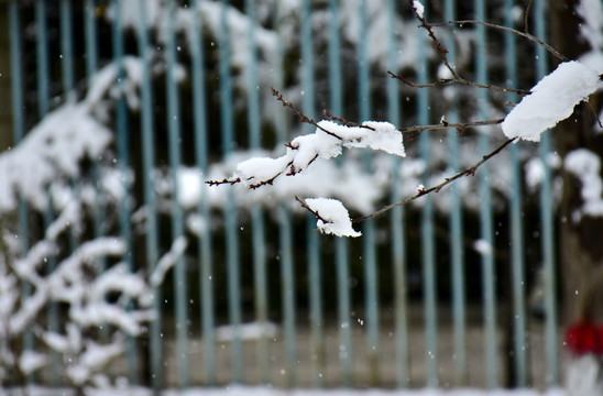 雪景