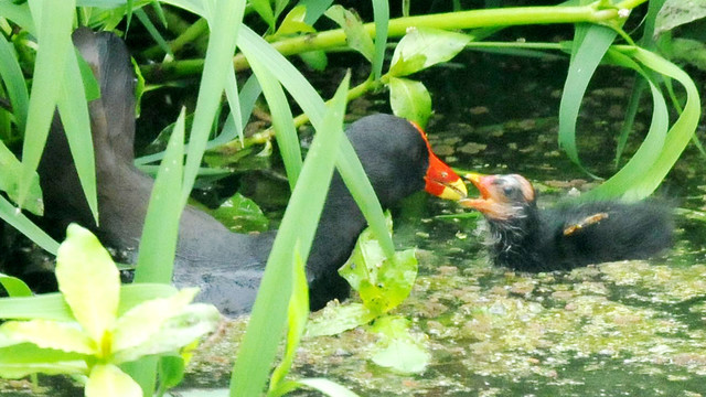 黑水鸡