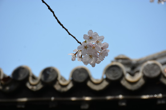 一团盛开的樱花与古朴屋顶