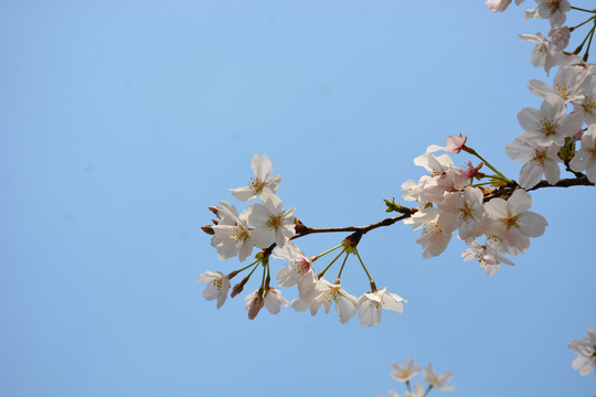 樱花与蓝天