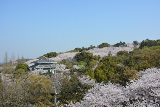 绿树建筑与樱花林