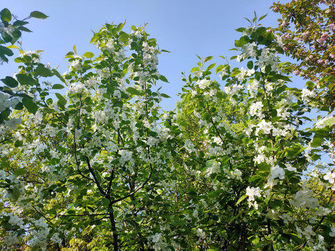 李子花