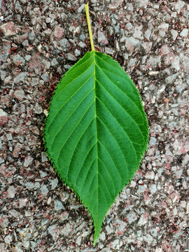 樱花树叶