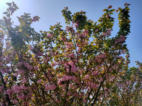 浪漫樱花