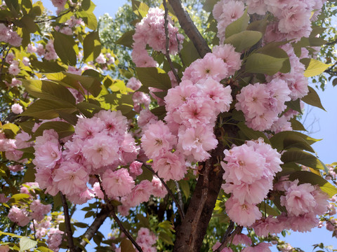 樱花特写