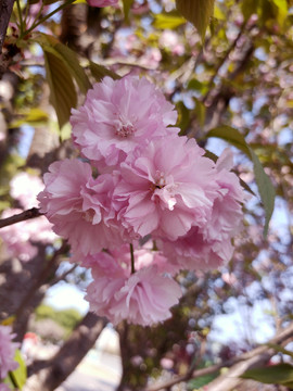 樱花特写