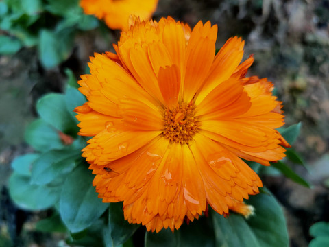 雏菊