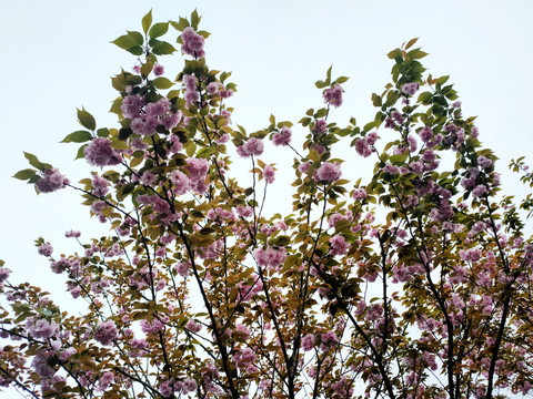 樱桃花