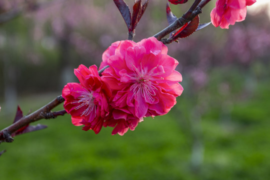 一枝红色桃花