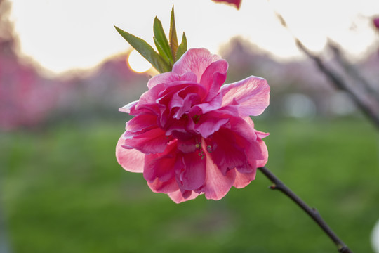 逆光红色桃花