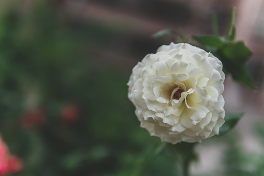 夏天盛开的月季花